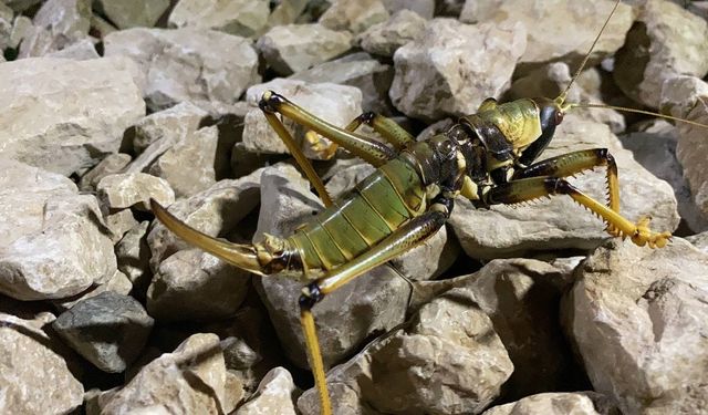 Nemrut’ta dev çekirge görüldü