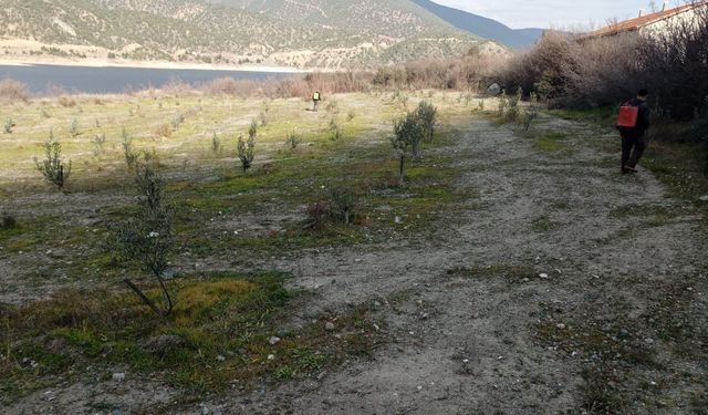 Osmancık’ta zeytin verimi  artırma çalışmaları sürüyor