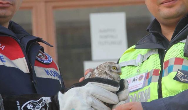 Çorum'da yaralı bulunan baykuş tedavi altına alındı