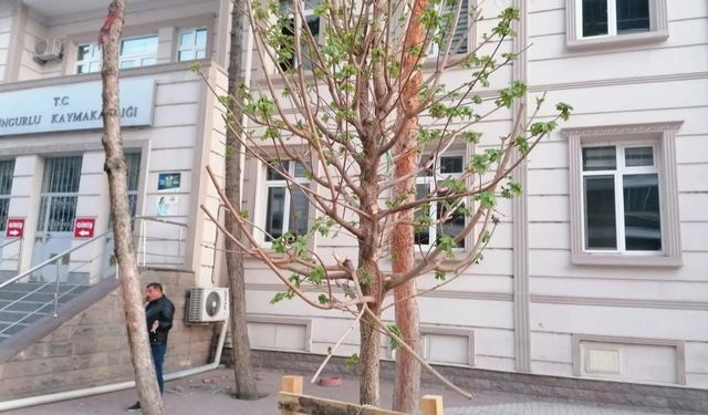 “Ağaçlara sahip  çıkalım” çağrısı