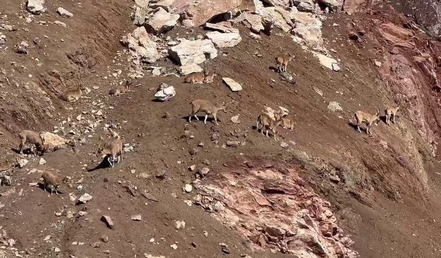 Dağ keçileri güneşli  havanın tadını çıkardı