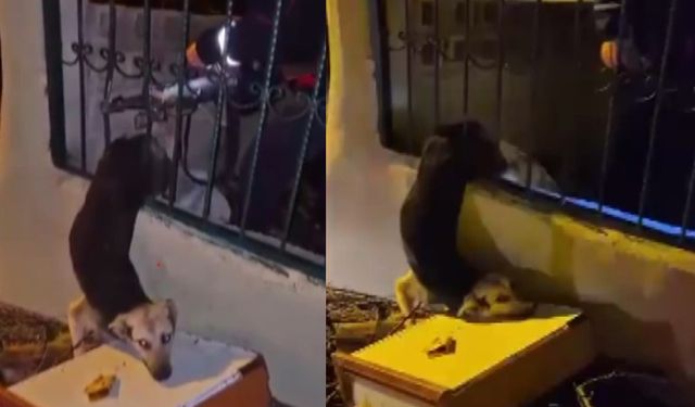 Demir korkuluklarda  sıkışan köpek kurtarıldı