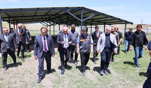 Çorum'da sokak hayvanları için  doğal yaşam alanı oluşturuldu
