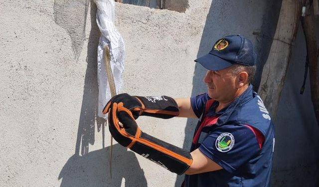 Eve giren yılan itfaiye tarafından yakalandı