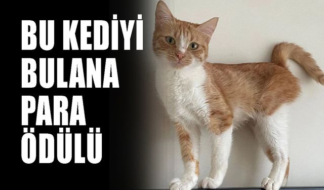 Bu kediyi bulana para ödülü