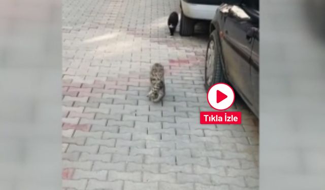 Çorum'da anne kedi yavrusunu ağzında taşıyarak veterine götürdü o anlar kameraya yansıdı