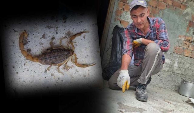 Çorum’da zehirli akrep eve girmeye çalışırken yakalandı