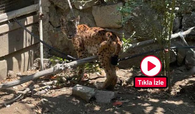 Evin bahçesine giren vaşak paniğe yol açtı