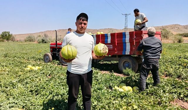 10 dilim kavunun  hasadına başlandı