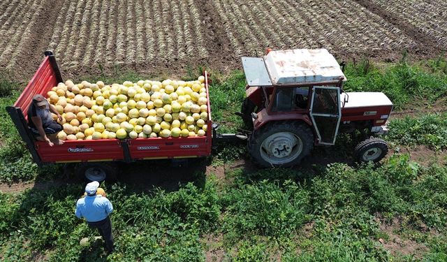Komşuda üretilen kavun Çorum'a gönderiliyor