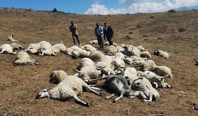 Sürüye yıldırım düştü: 58 koyun telef oldu