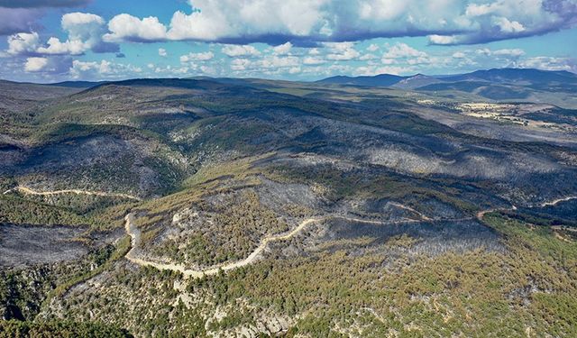 Kastamonu'daki orman yangınlarında 2 bin 736 hektar alan zarar gördü