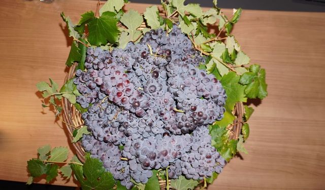 “Osmancık Karası”  üzümü tescilleniyor