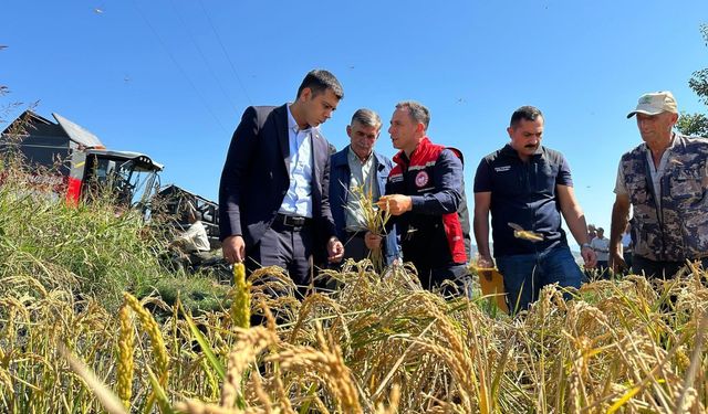 Kargı’da çeltik  hasadı başladı