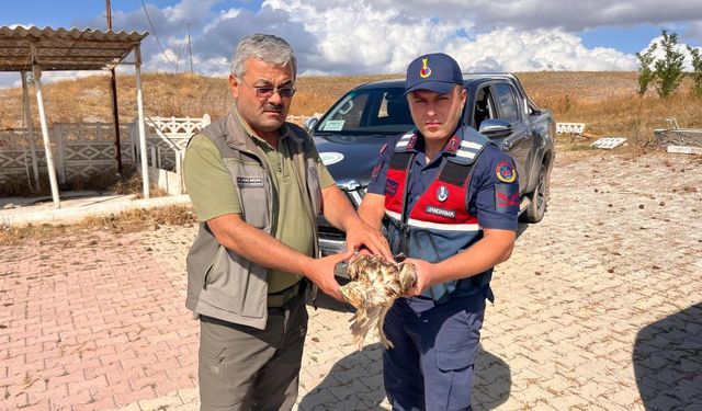 Jandarma'nın dikkati yardıma muhtaç olan şahini kurtardı