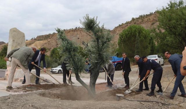 Baltacı Mehmet Paşa anısına asırlık zeytin ağacı dikildi
