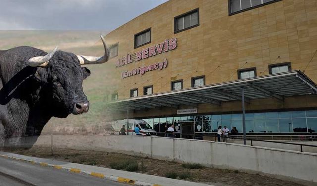 Çorum’da boğanın saldırdığı kişi yaralandı