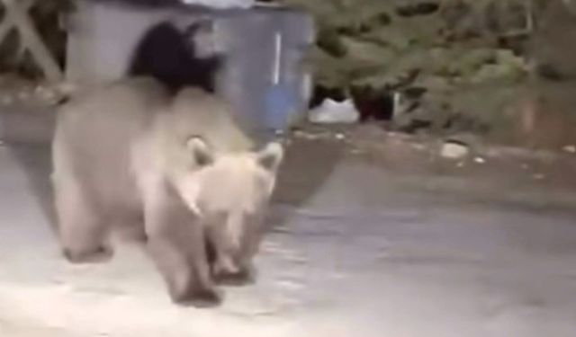 Ekmekle koca  ayıyı beslediler