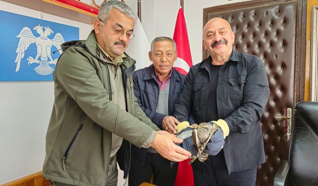 Yaralı atmaca, İsbir’in  duyarlılığıyla kurtarıldı