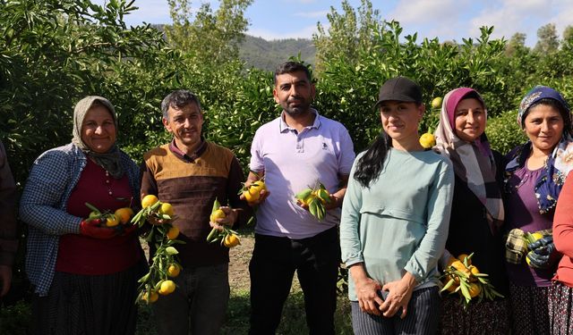 En ucuz meyve: Mandalina bahçede 8 TL'ye kadar düştü