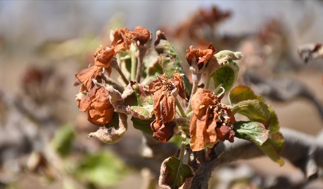 Üreticiye 798 milyon lira  zirai don destek ödemesi