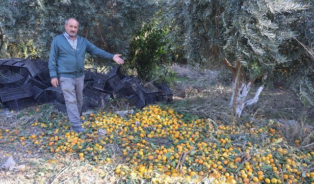 Mandalinanın fiyatı 2 TL'ye düşünce tonlarca ürünü vatandaşlara ücretsiz dağıttılar