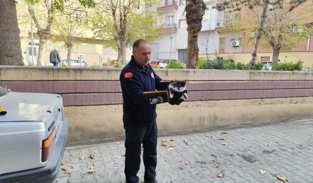 Ağaçta mahsur kalan kedi itfaiyeyi seferber etti