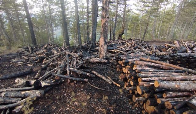 Kesim sahasında yangın paniği: 80 ster çam ağacı zarar gördü