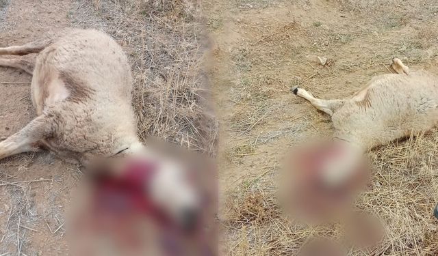 Kurt sürüsünün saldırdığı 30 küçükbaş hayvan ile 1 köpek telef oldu