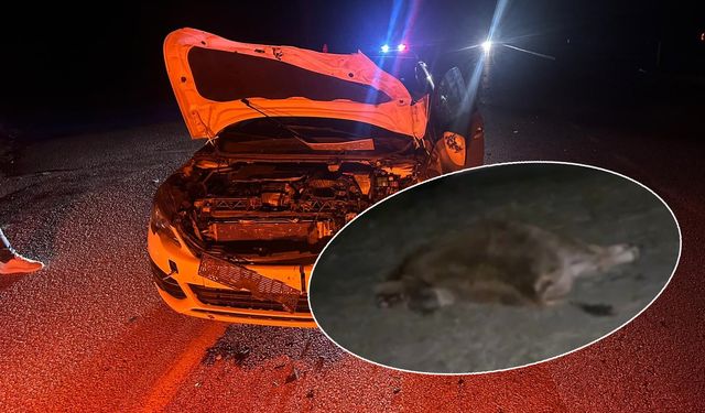 Otomobil yola çıkan  danaya çarptı