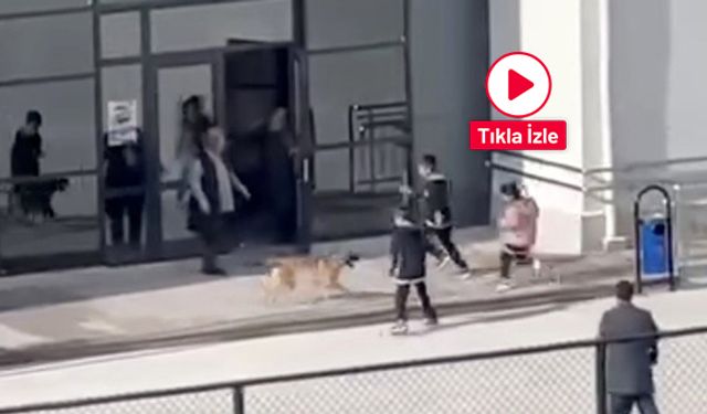 Okul bahçesine giren köpek çocuklara büyük panik yaşattı: O anlar kameraya yansıdı
