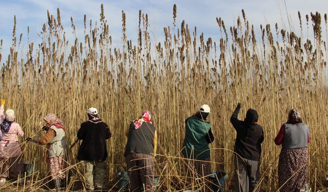 Çorum'da 150 dönümlük endüstriyel kenevirde ilk hasat yapıldı