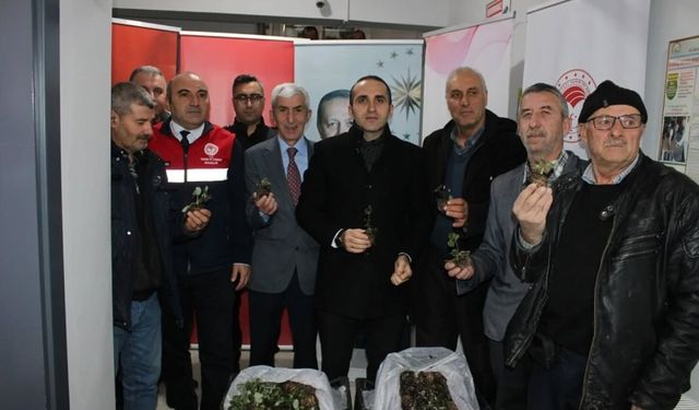 Çorum'da çiftçilere çilek fidesi ile ceviz fidanı dağıtıldı