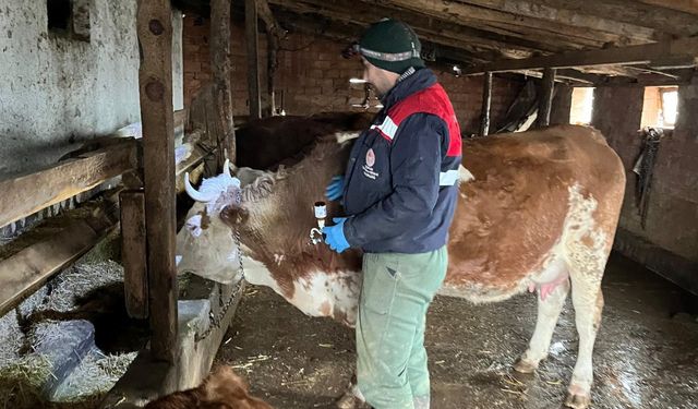 Osmancık’ta hayvan sağlığı için  şap ve brucella aşılamaları sürüyor