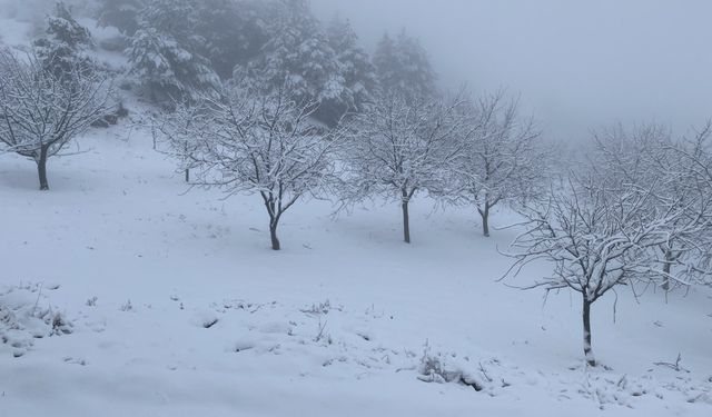 Kar kalınlığı 20 santimetreye yükseldi: Çorum'da ceviz bahçeleri karla kaplandı