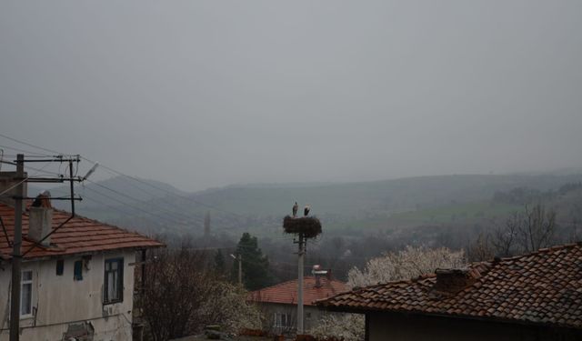 Çorum'da baharın müjdecisi leylekler yuvalarını yeniden şenlendirdi