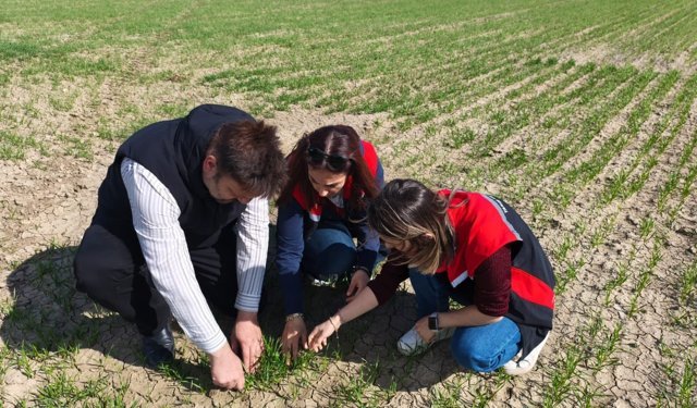 Çorum’da yerli buğday  “kirve” umut verdi