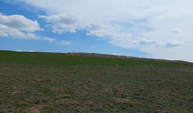 Alaca’da mera arazisi sürüldü ceza bile yazılmadı