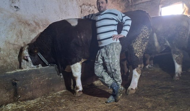 Değeri şaşırttı! 1 tonluk boğa 'Polat' satıldı!