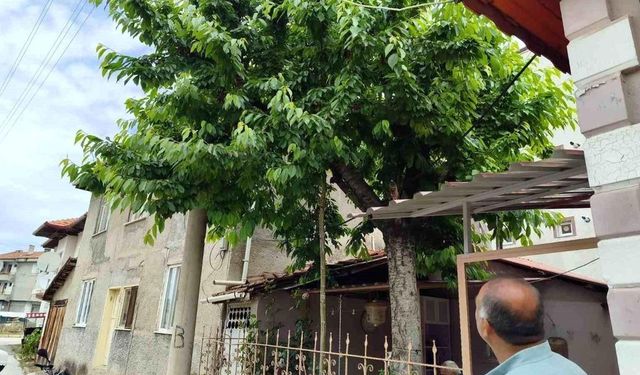 Kiraz ağacına çıktı, demir korkuluklara düşerek öldü