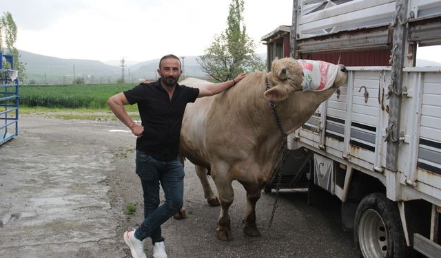 Günde 14 kilo yem tüketiyor: Dev tosun satışa çıktı! İşte fiyatı