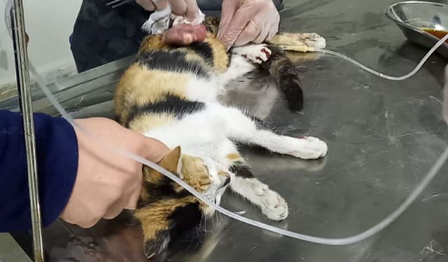 Veteriner hekim yaralı  kediyi hayata döndürdü