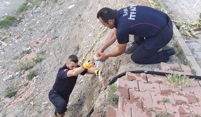 Çaya düşen kediyi itfaiye kurtardı