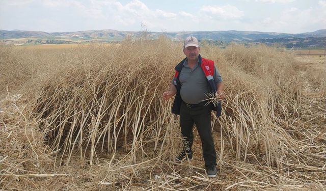 Kimse bu verimi beklemiyordu! Dekardan 382 kilo çıktı