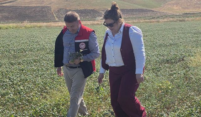 Karabuğday üretimine yakın takip