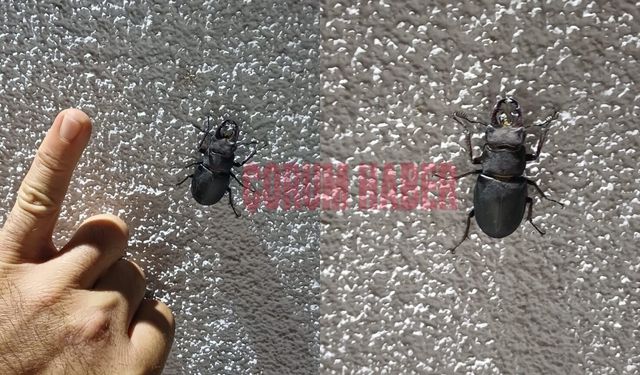Çorum'da nesli koruma altında olan böcek görüntülendi