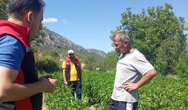 Kargı'da sebze üretim  alanlarında kontroller yapıldı