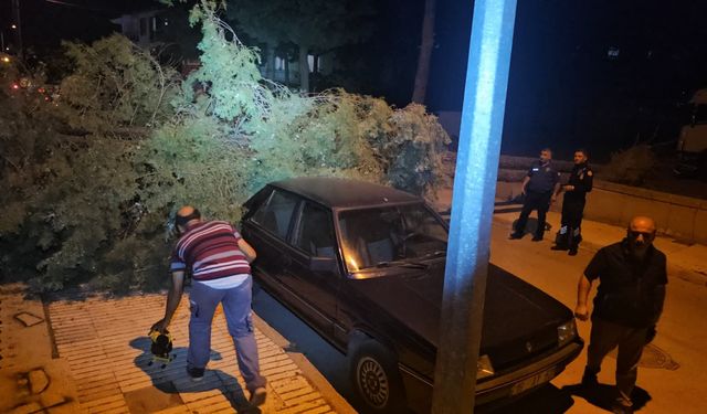 Çorum’da rüzgarın devirdiği çam ağacı park halindeki araçlara zarar verdi