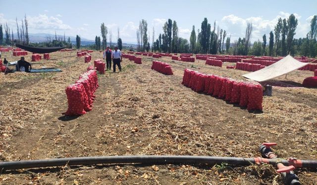 Köprüalan’da soğan  hasadı incelendi