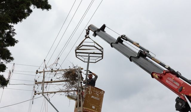 Leylekler için elektrik direklerine  yuva, kuşlar için tellere izolasyon